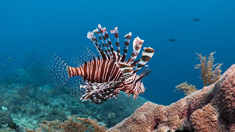 Lionfish Photo