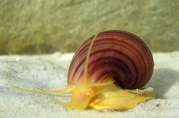 Apple snail