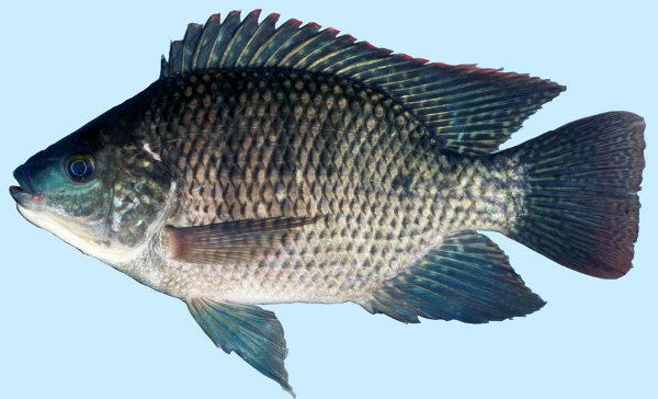 Blue Tilapia