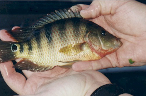 Mayan Cichlid